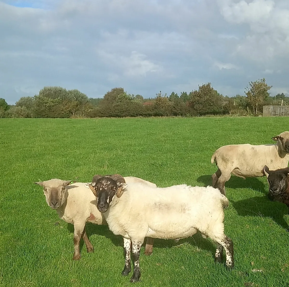 Hogged ram - Image 2