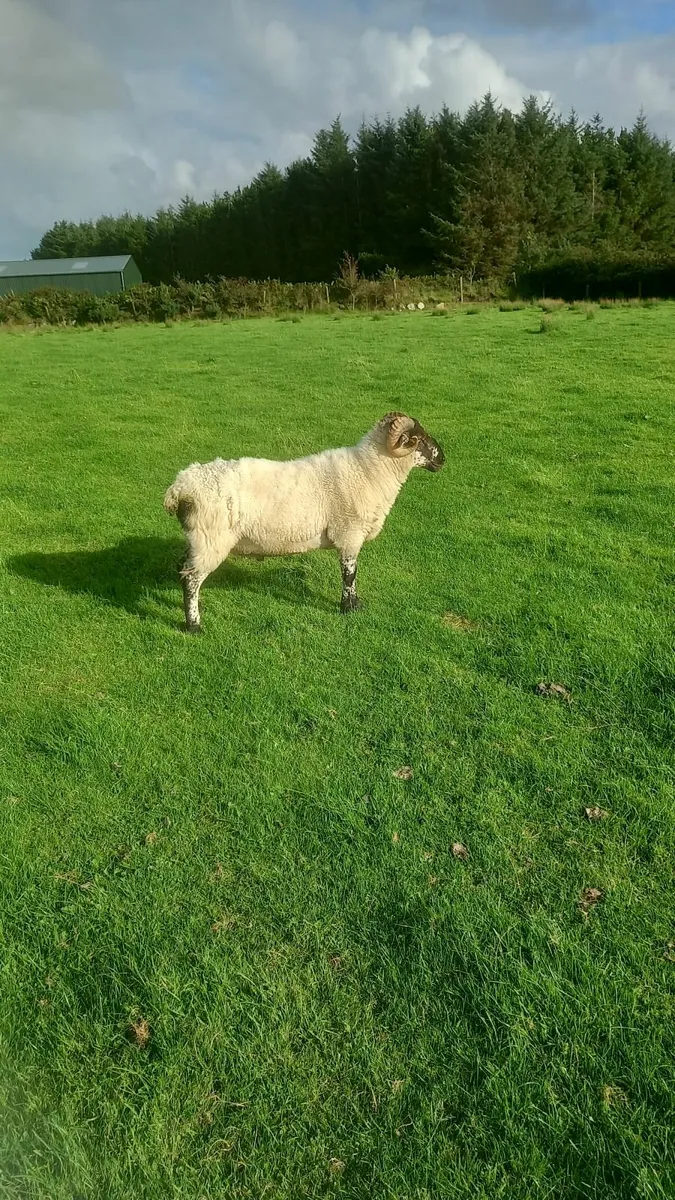 Hogged ram - Image 3