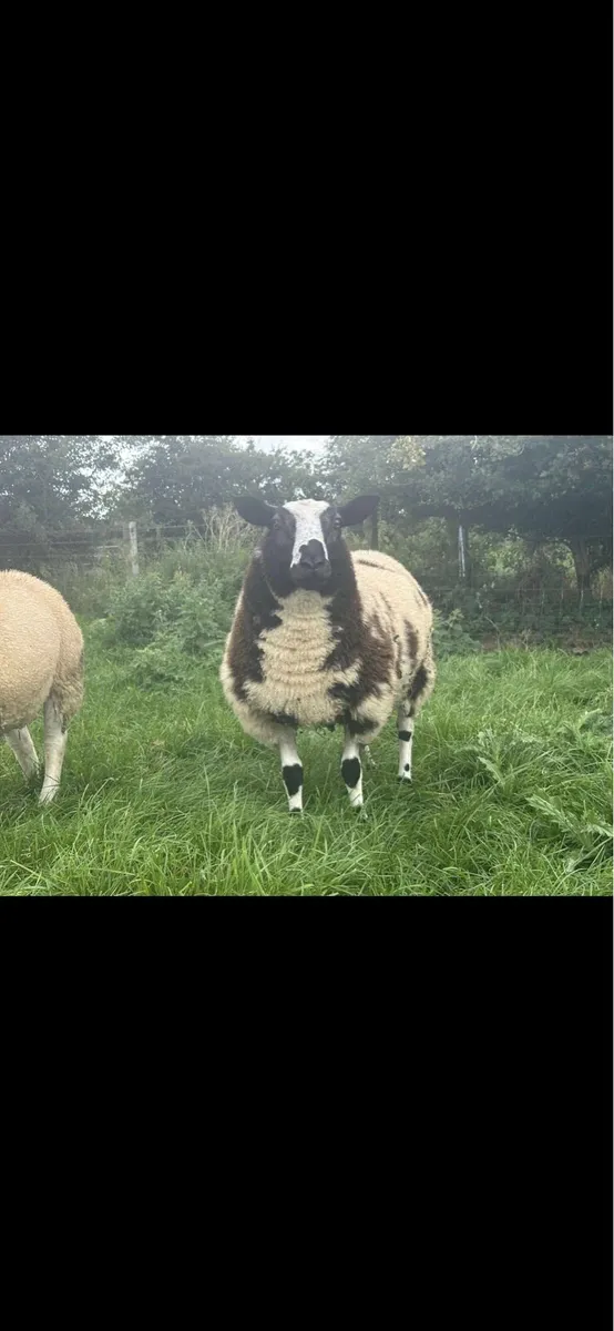 Texel and spotted Dutch rams for sale - Image 1