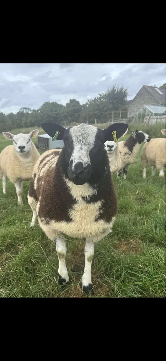 Texel and spotted Dutch rams for sale - Image 2