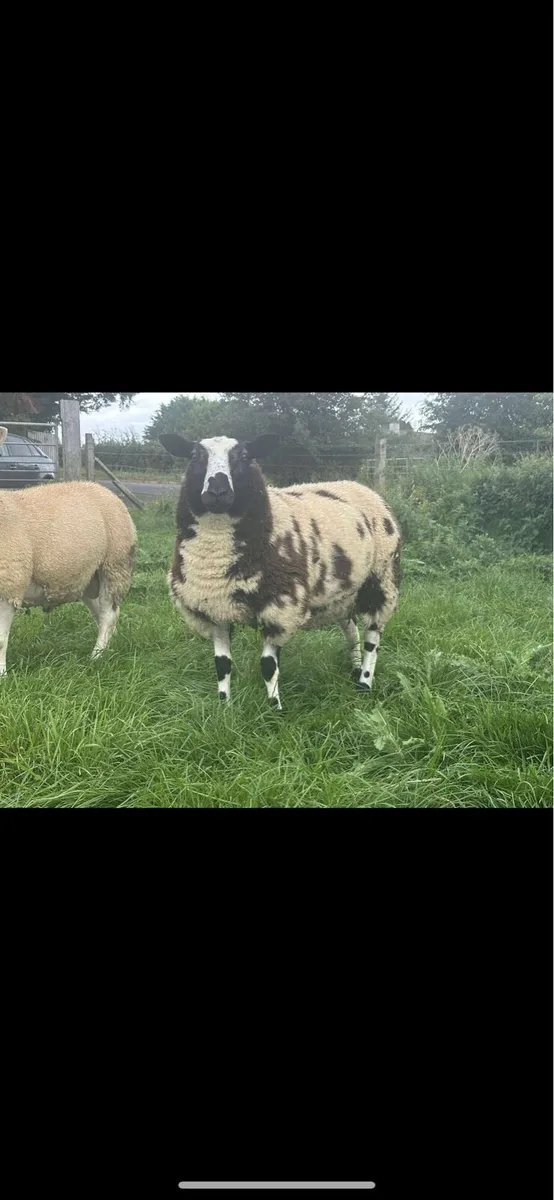 Texel and spotted Dutch rams for sale - Image 3