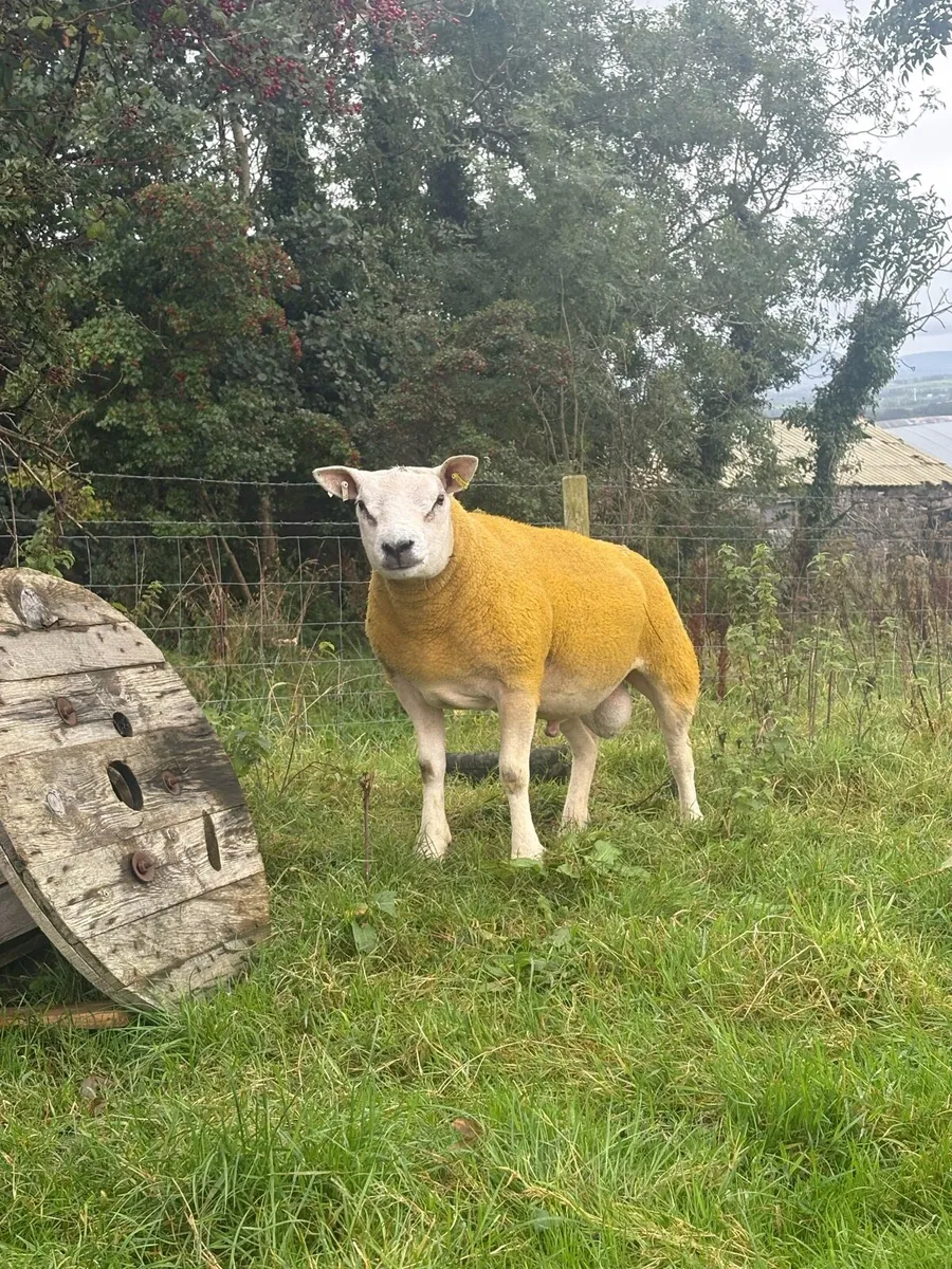 Texel and spotted Dutch rams for sale - Image 4