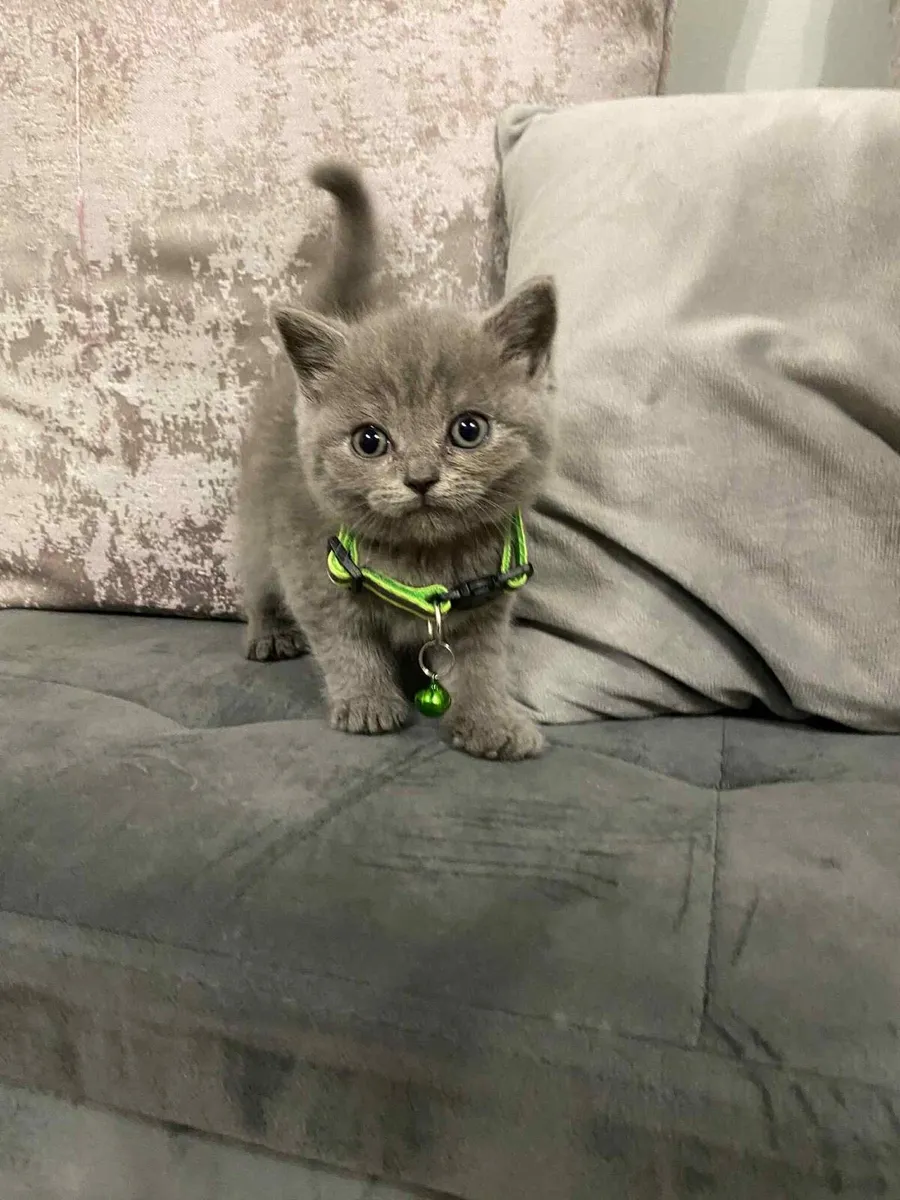 British Shorthair for sale - Image 1