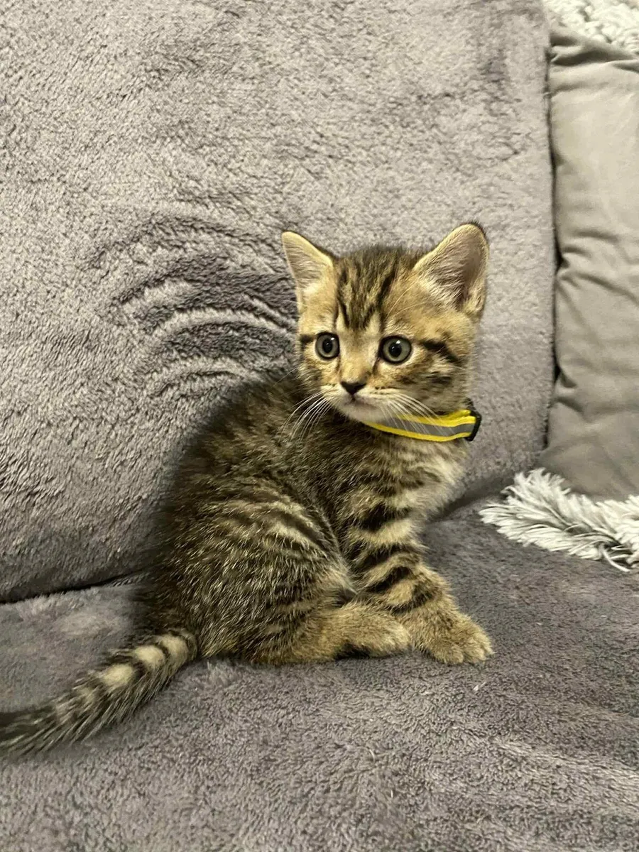 British Shorthair for sale - Image 2