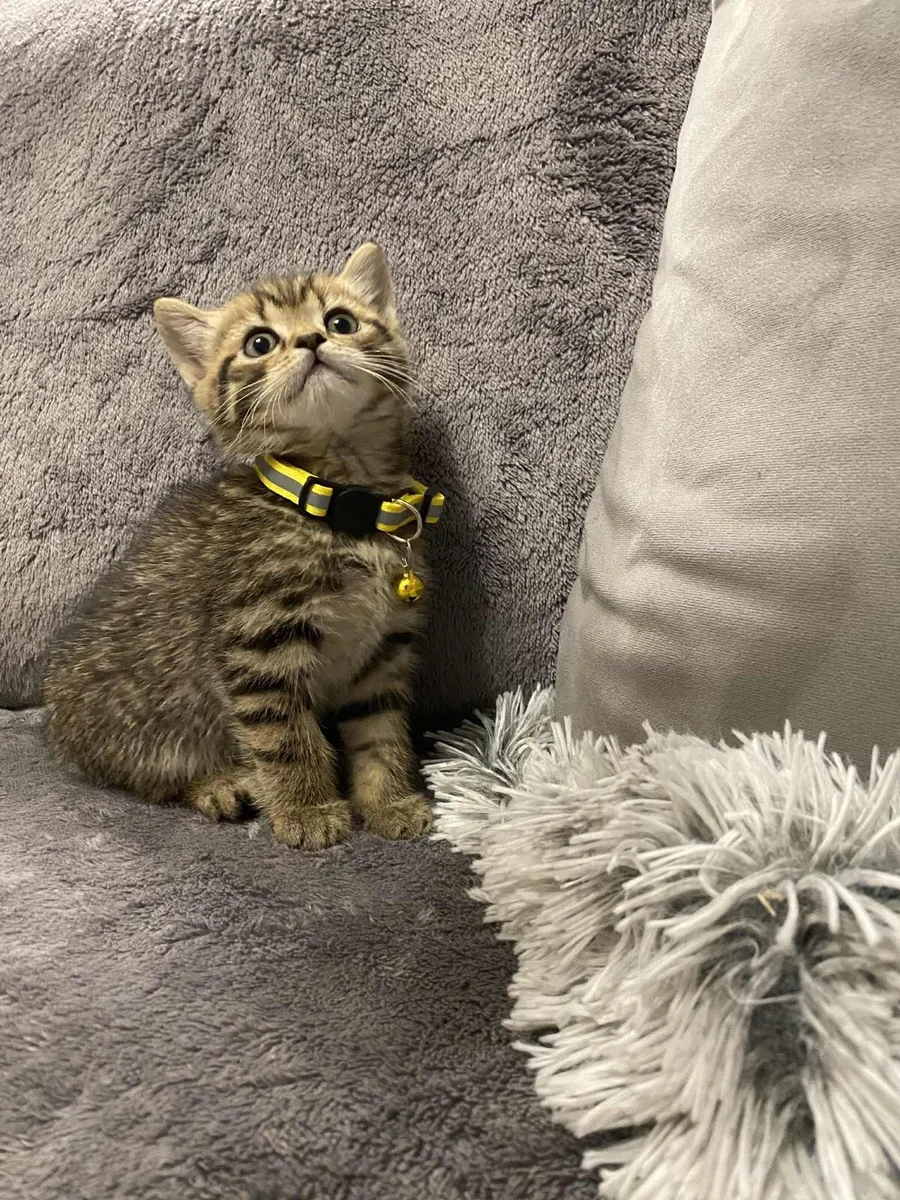 British Shorthair for sale - Image 3