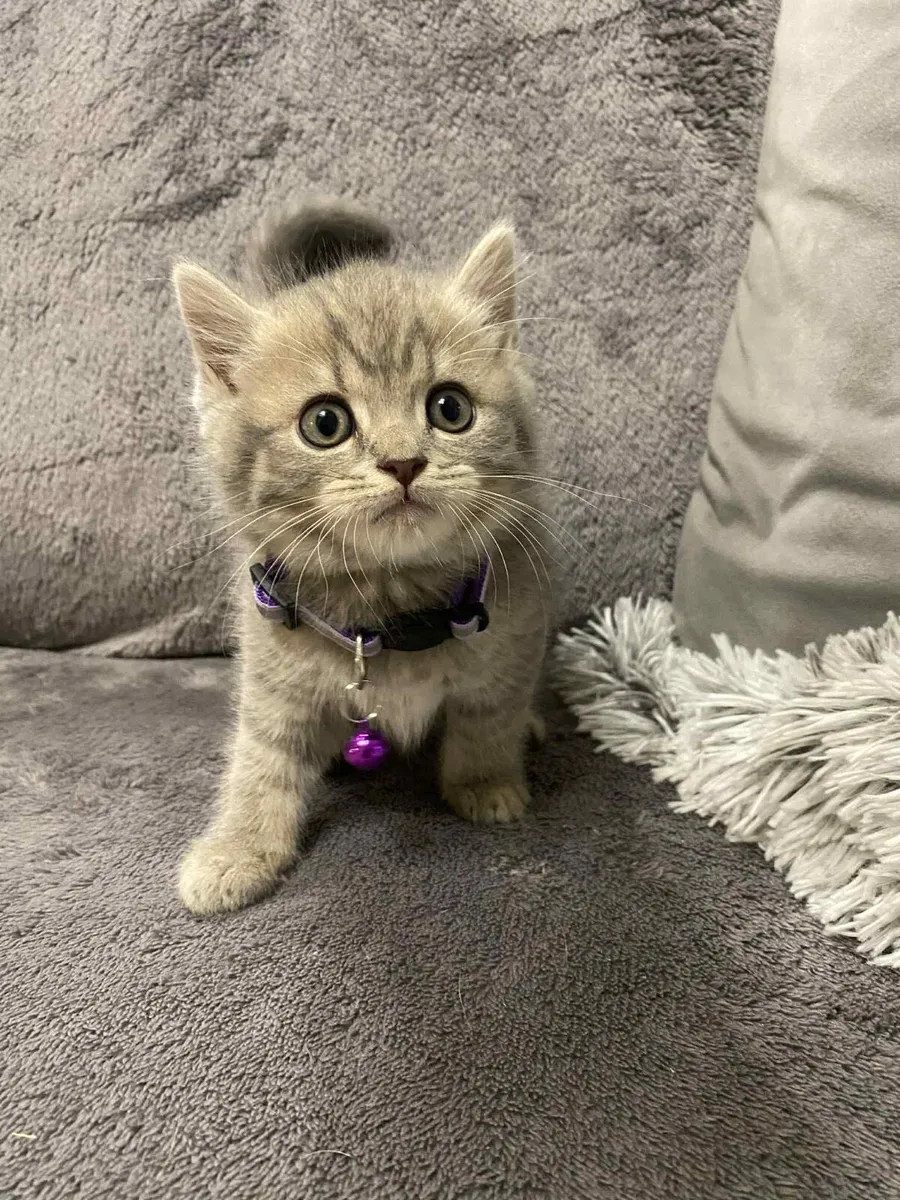 British Shorthair for sale - Image 4