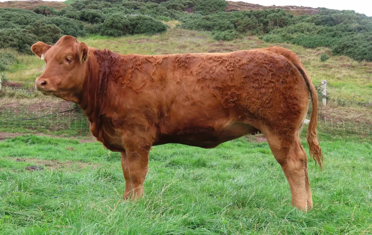 Weanling Heifers - Image 3