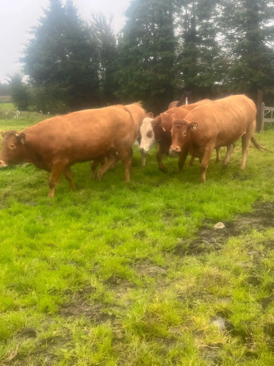 Springing heifers - Image 1