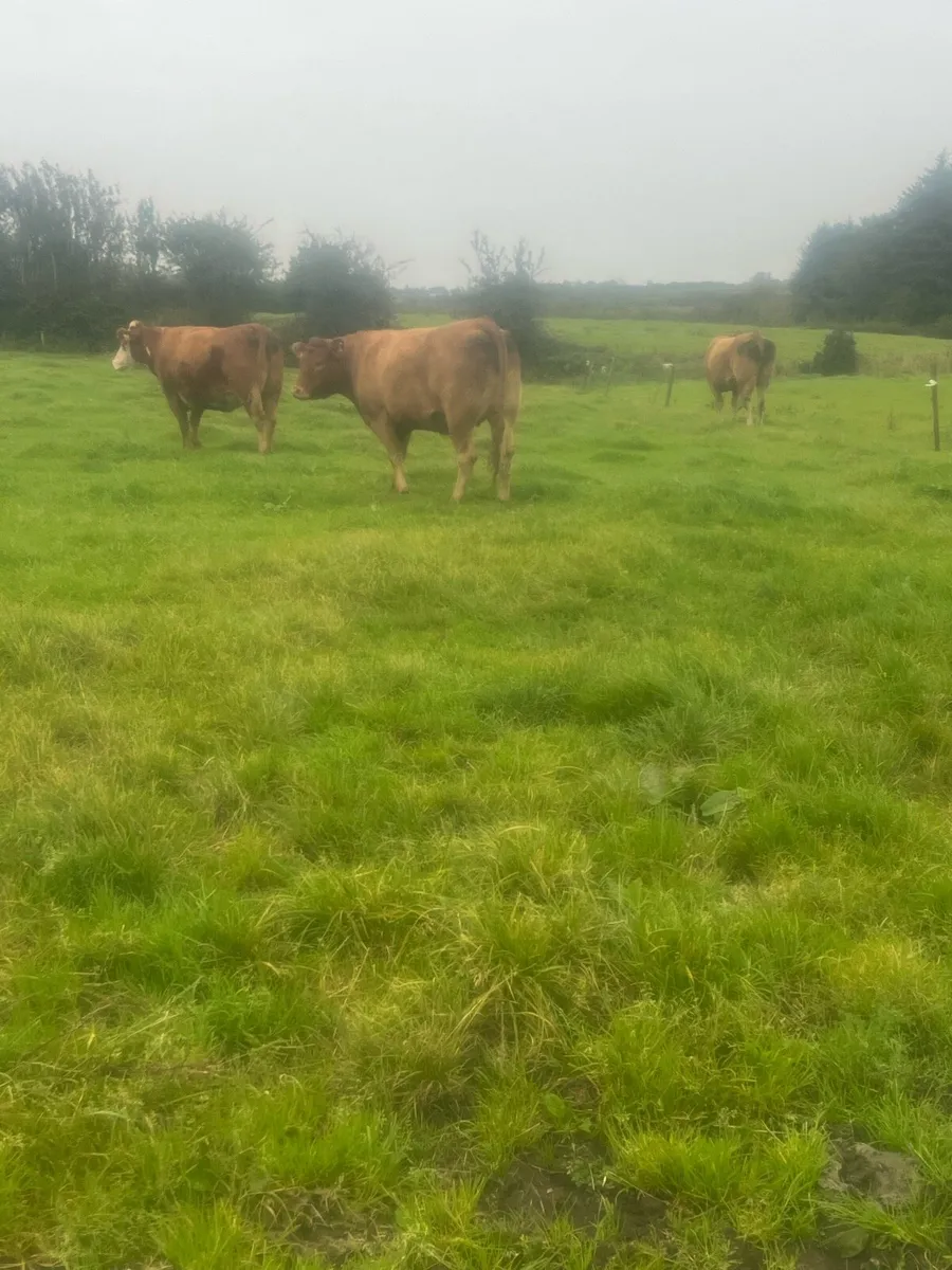 Springing heifers - Image 2