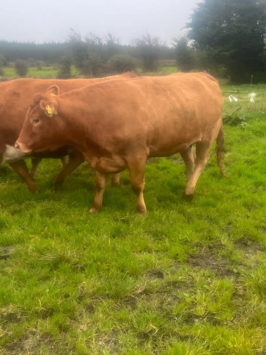 Springing heifers - Image 3