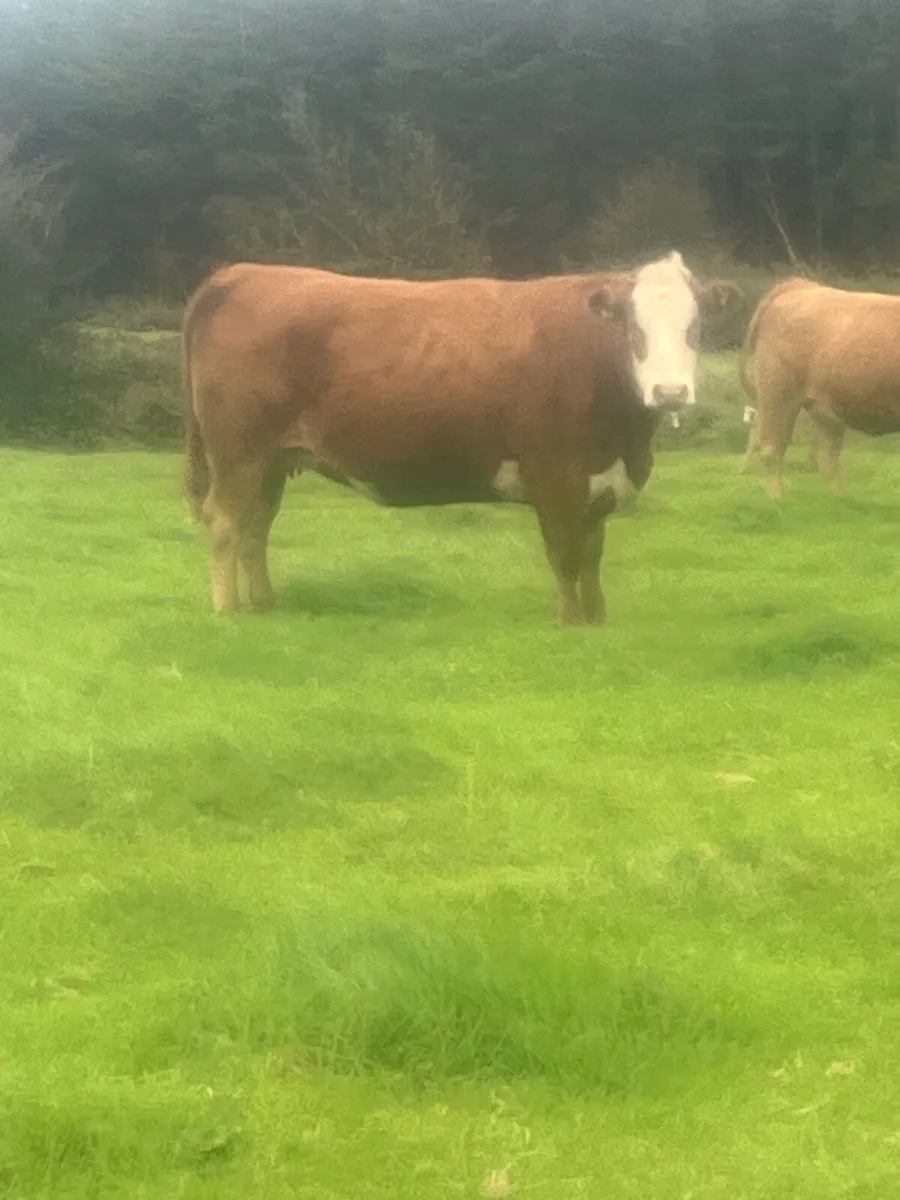 Springing heifers - Image 4
