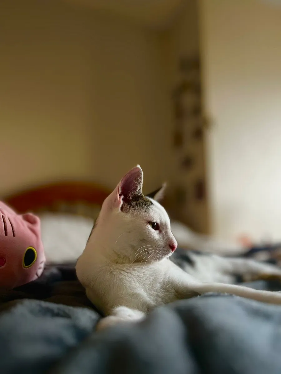 4,5 months  old kittens - Image 2