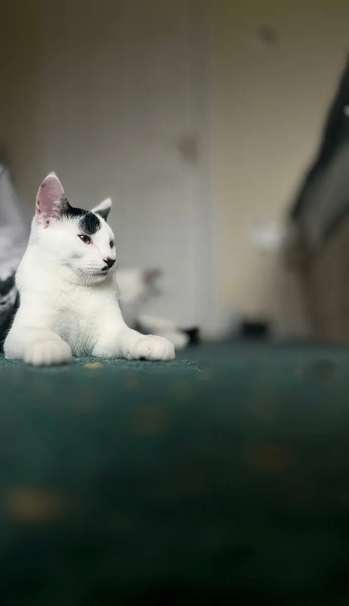 4,5 months  old kittens - Image 3