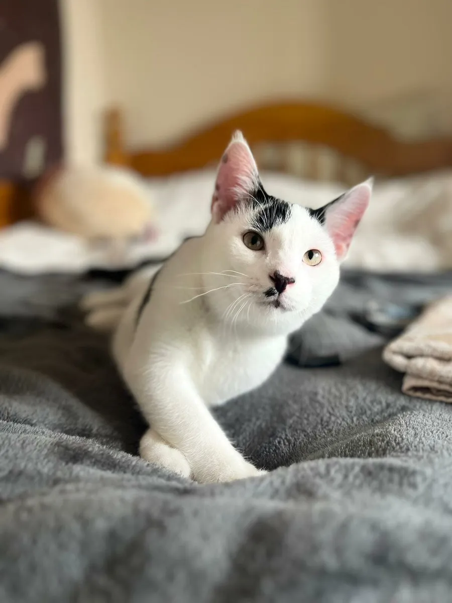 4,5 months  old kittens - Image 4