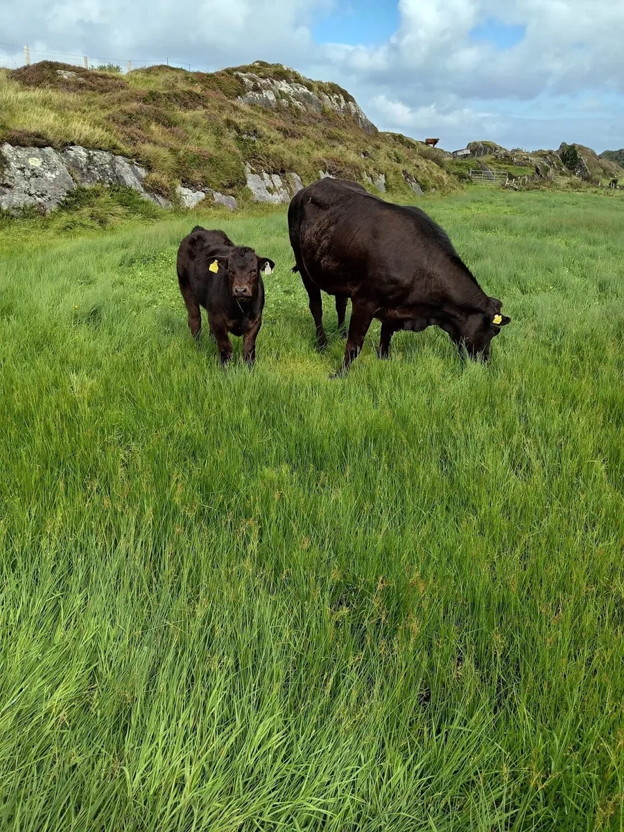Limousine, 4*, first calver, with her Bull Calf - Image 1