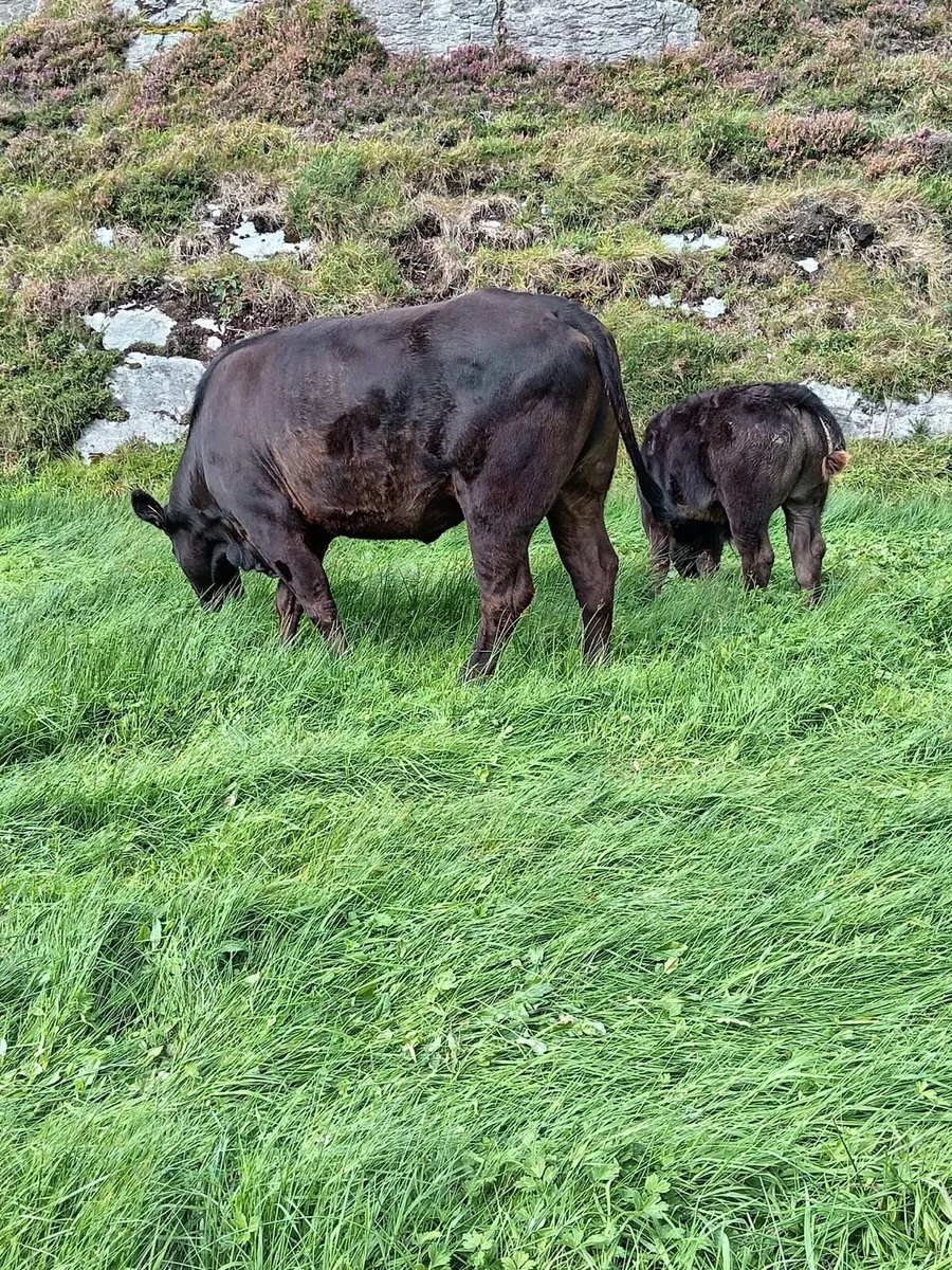 Limousine, 4*, first calver, with her Bull Calf - Image 2