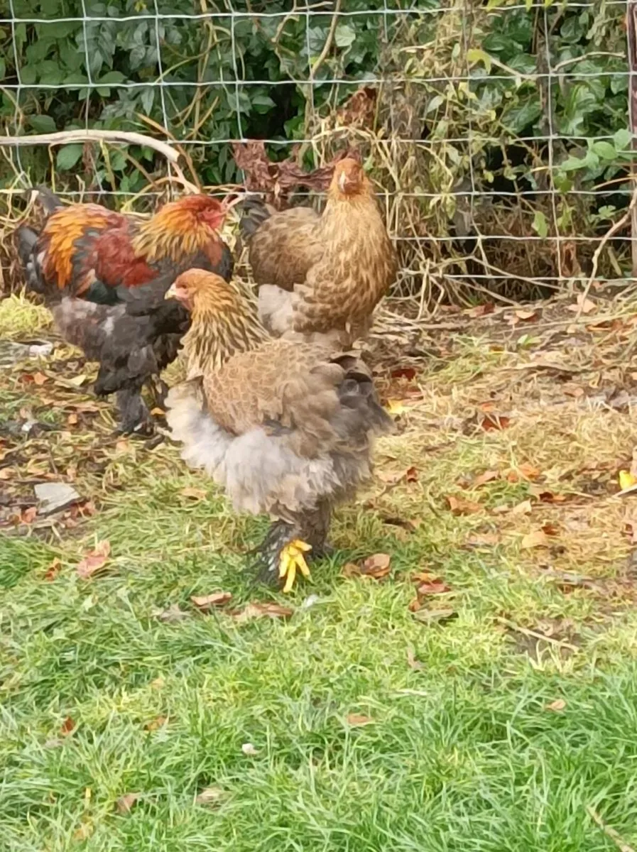 Poultry - Image 2