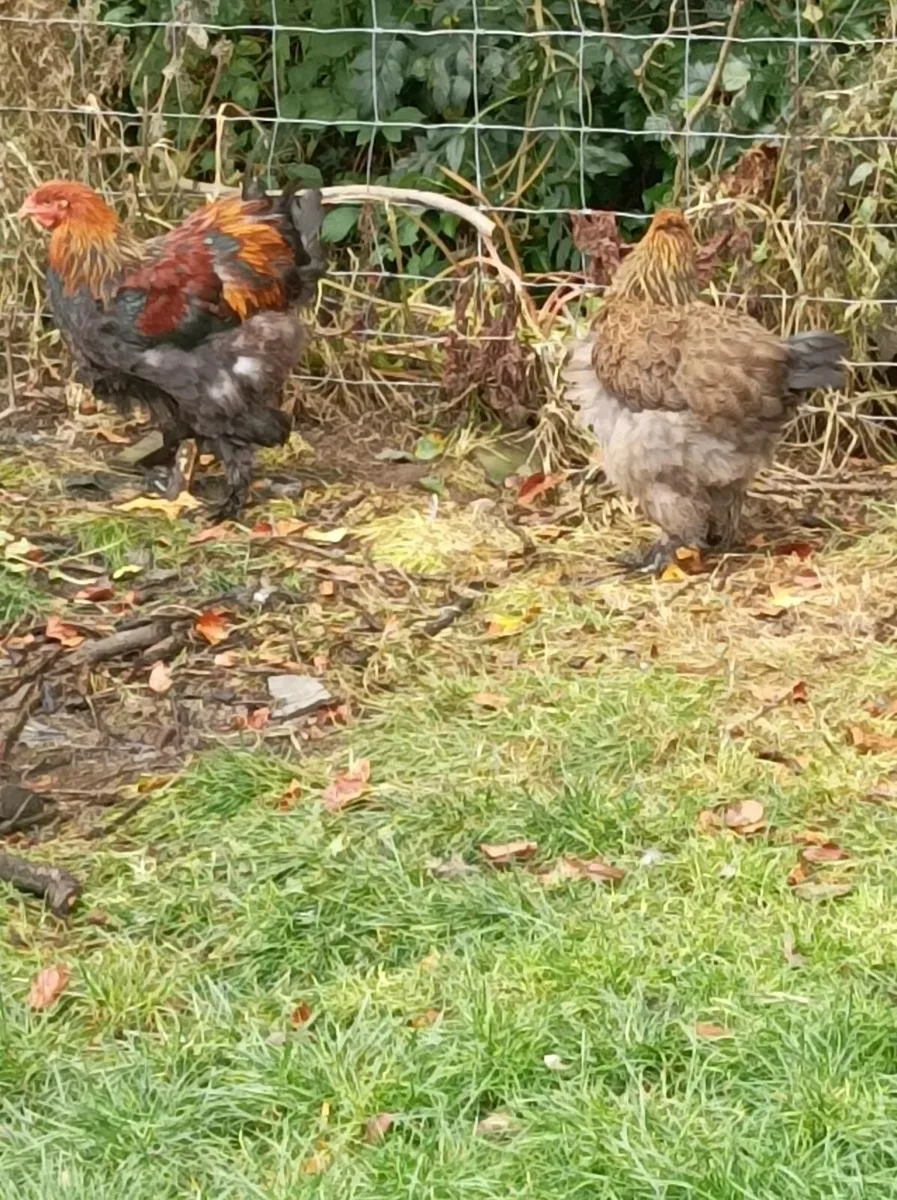 Poultry - Image 3