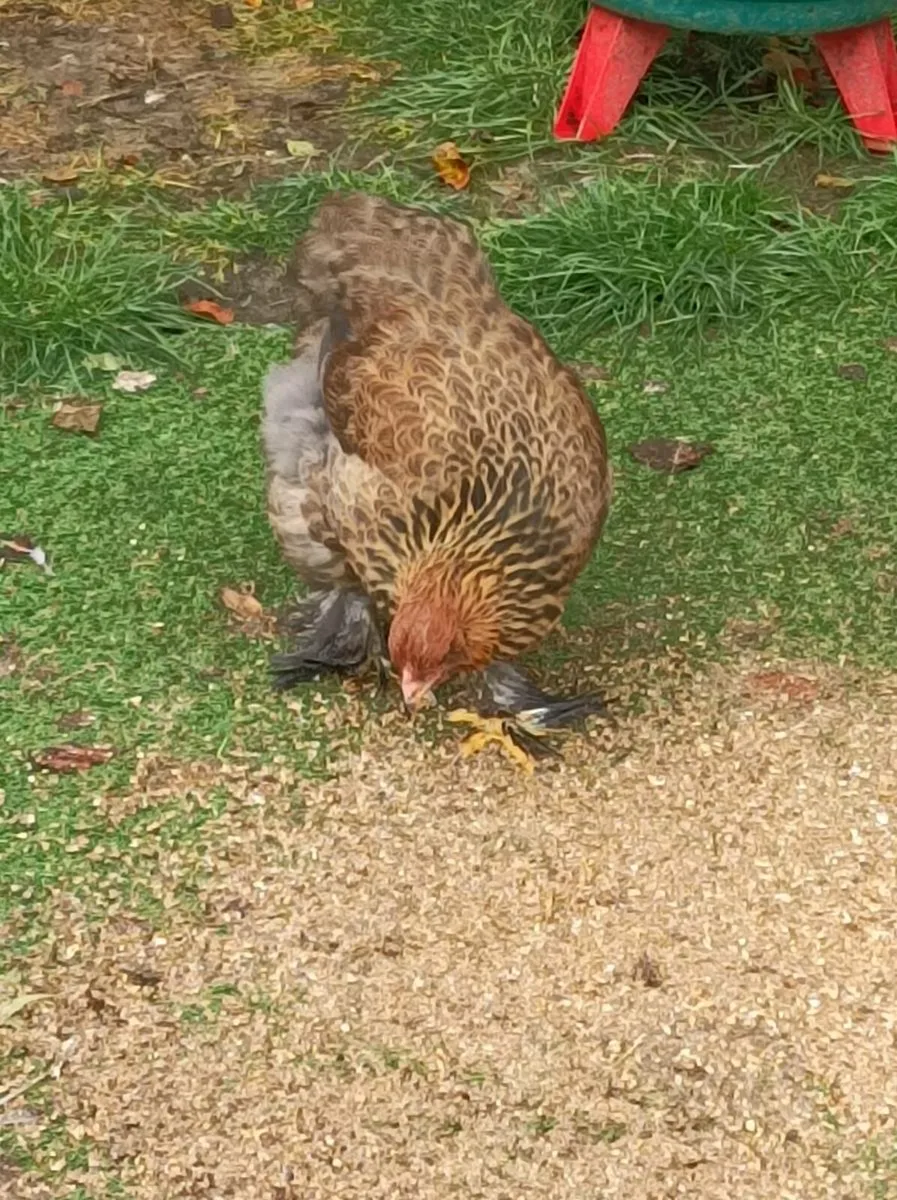 Poultry - Image 4