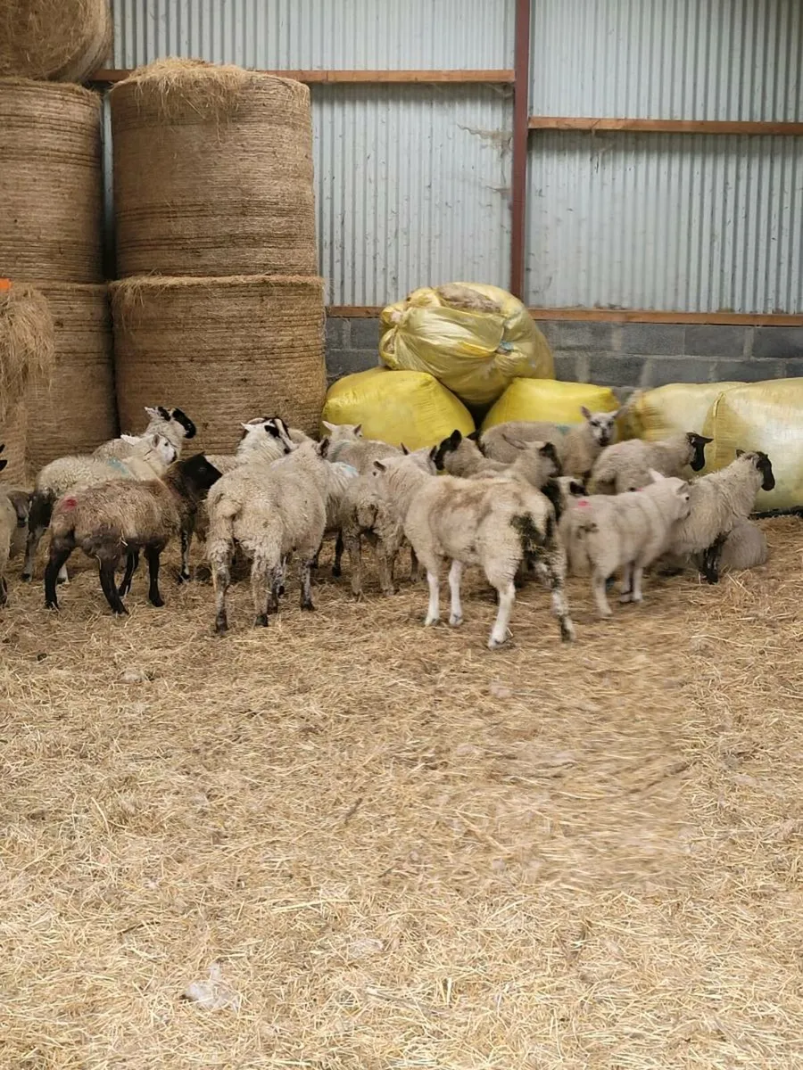 Lambs - Image 1