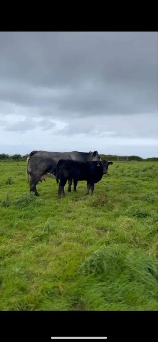 5 cows and calves for Ennis Mart Tuesday the 9th - Image 4
