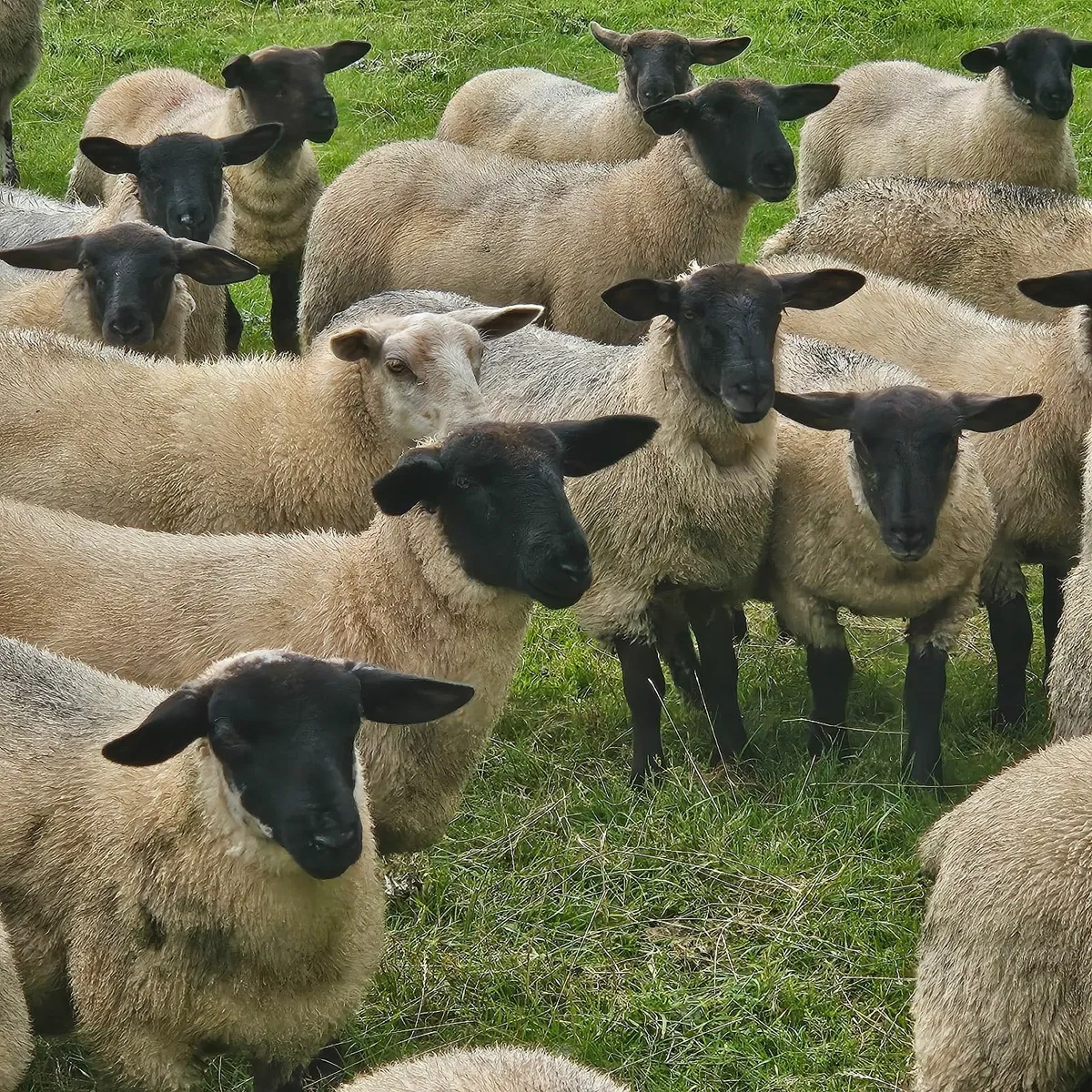 Ewe Lambs - Image 2