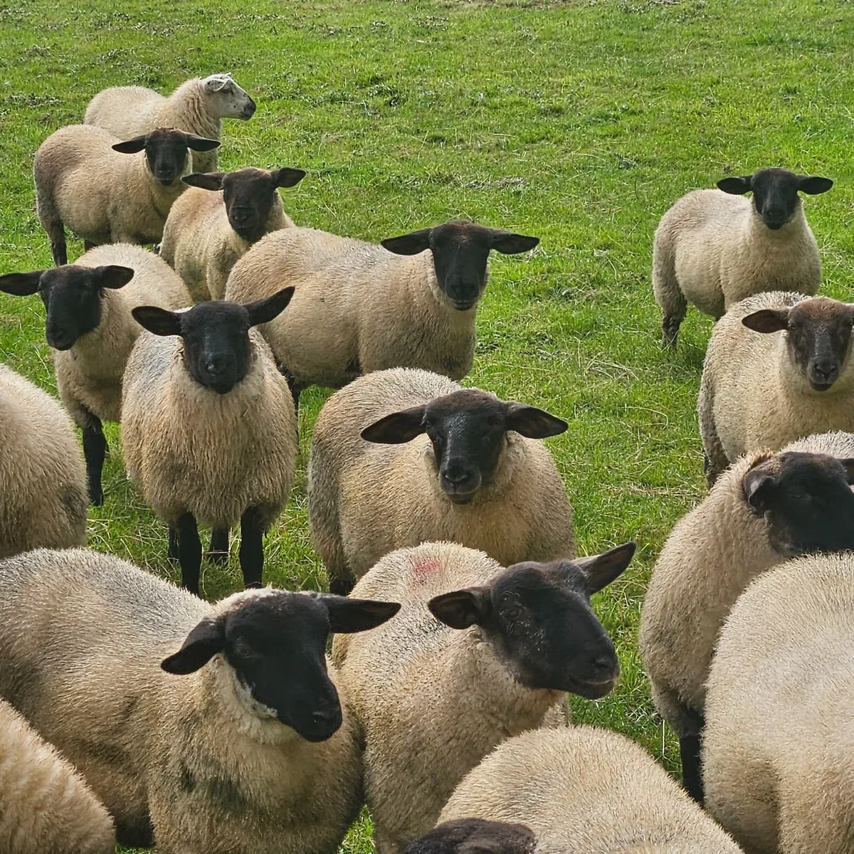 Ewe Lambs - Image 1