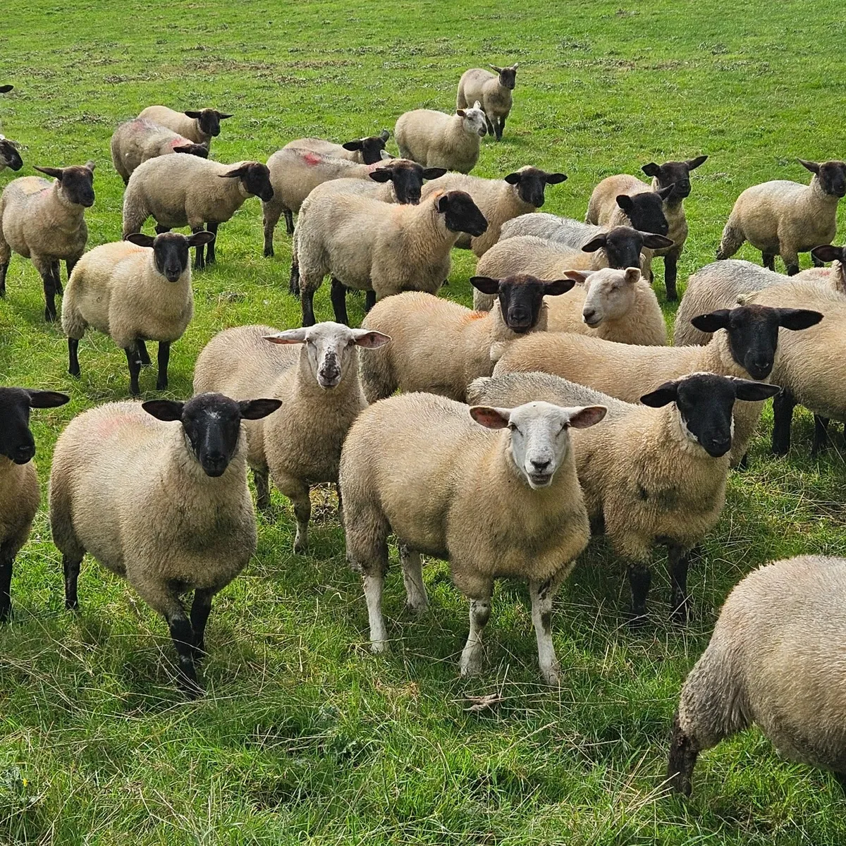 Ewe Lambs - Image 3