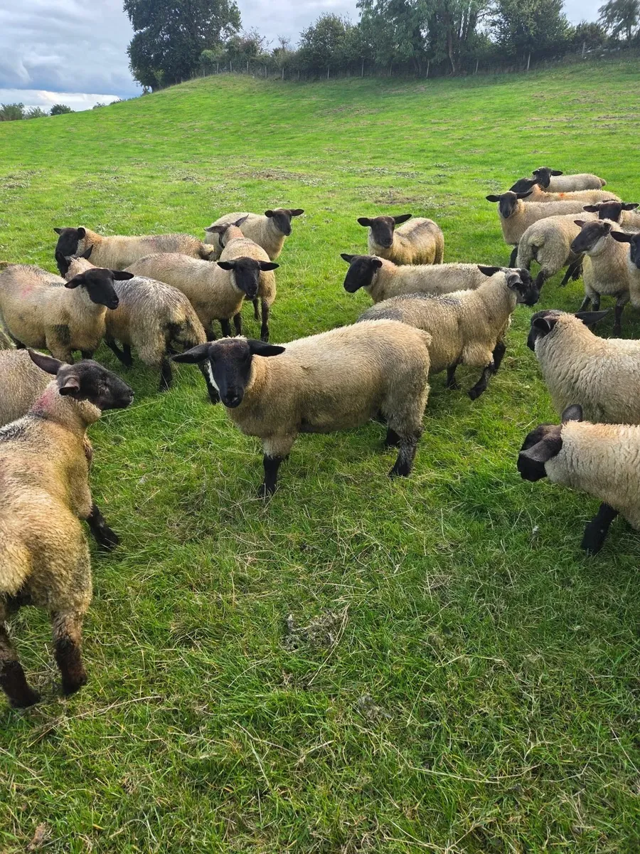 Ewe Lambs - Image 4
