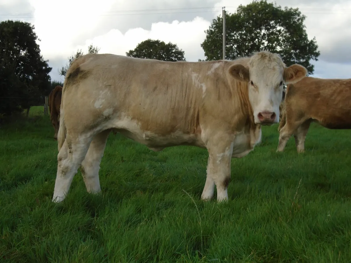 In calf heifers - Image 1