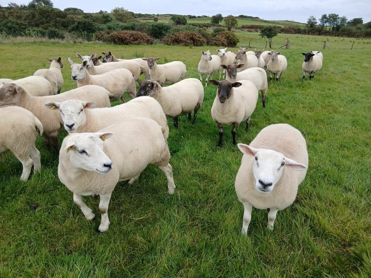 Sheep - Image 1