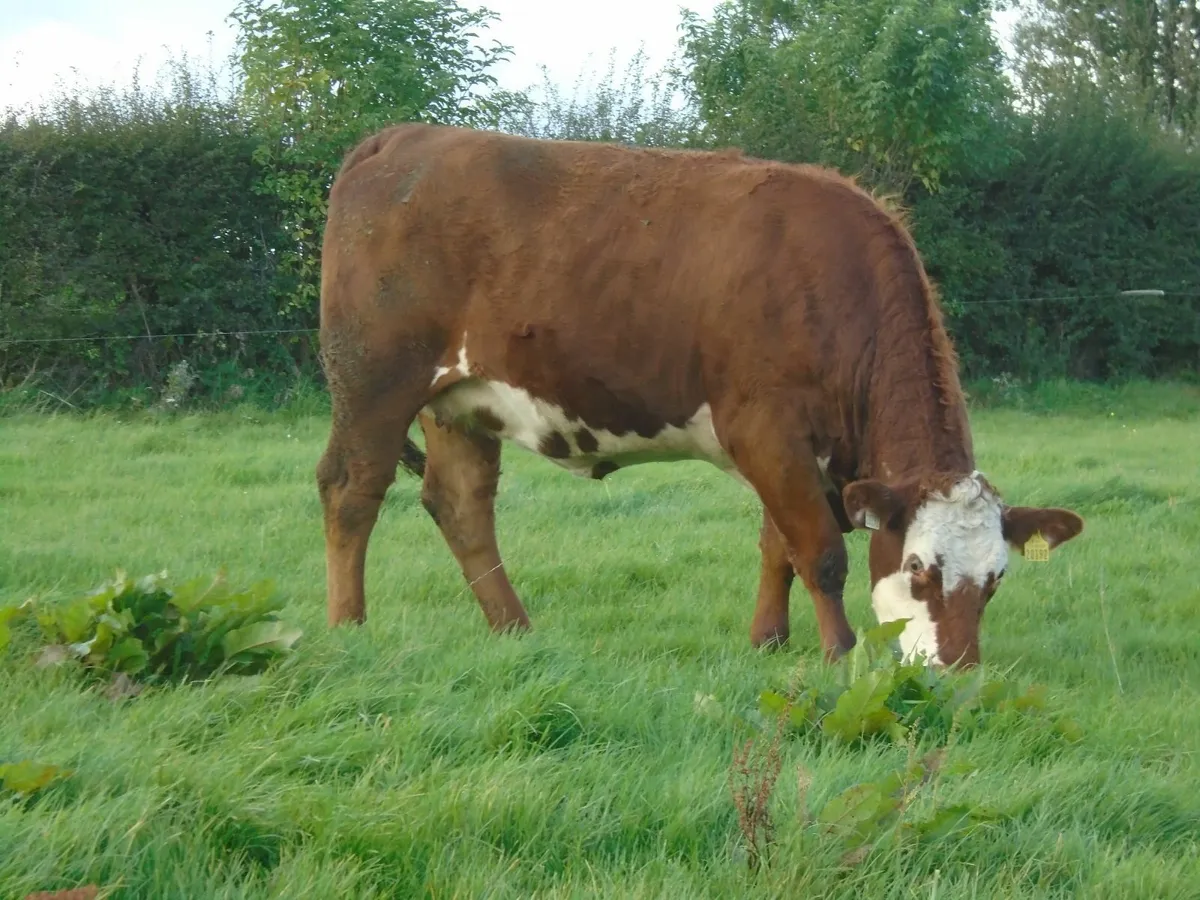 In calf heifers - Image 2