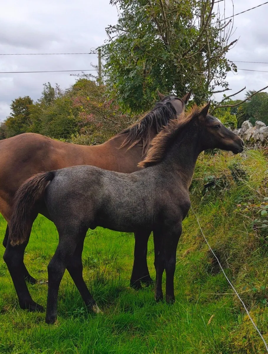 KMS Denver x VDL Douglas colt foal - Image 2