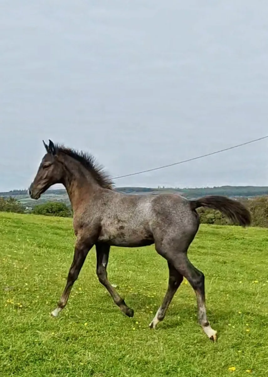 KMS Denver x VDL Douglas colt foal - Image 1