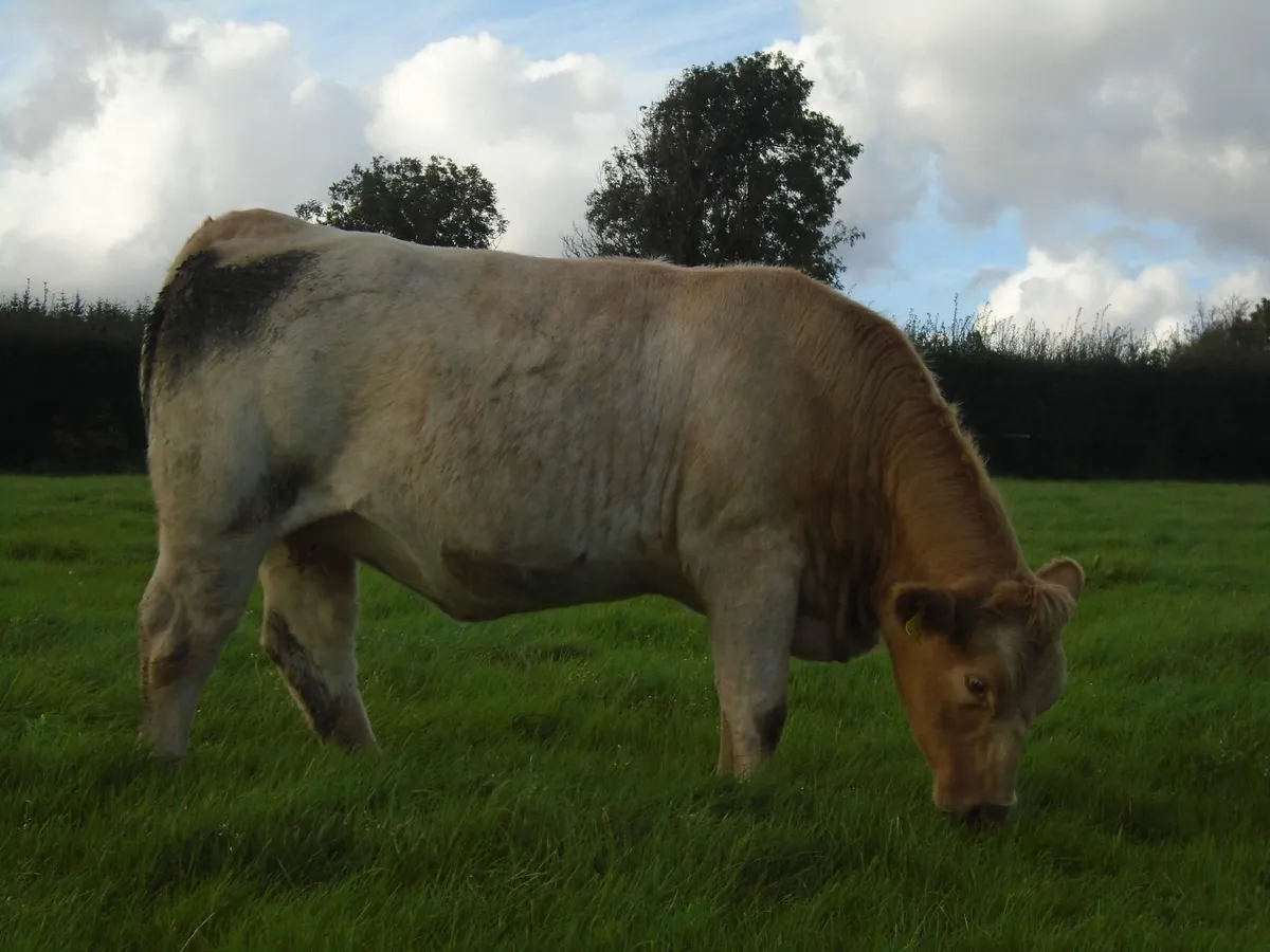 In calf heifers - Image 3