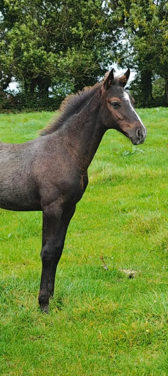 KMS Denver x VDL Douglas colt foal - Image 3