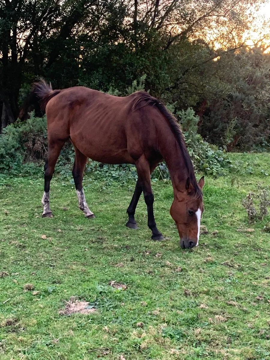 4 Horses - Image 1