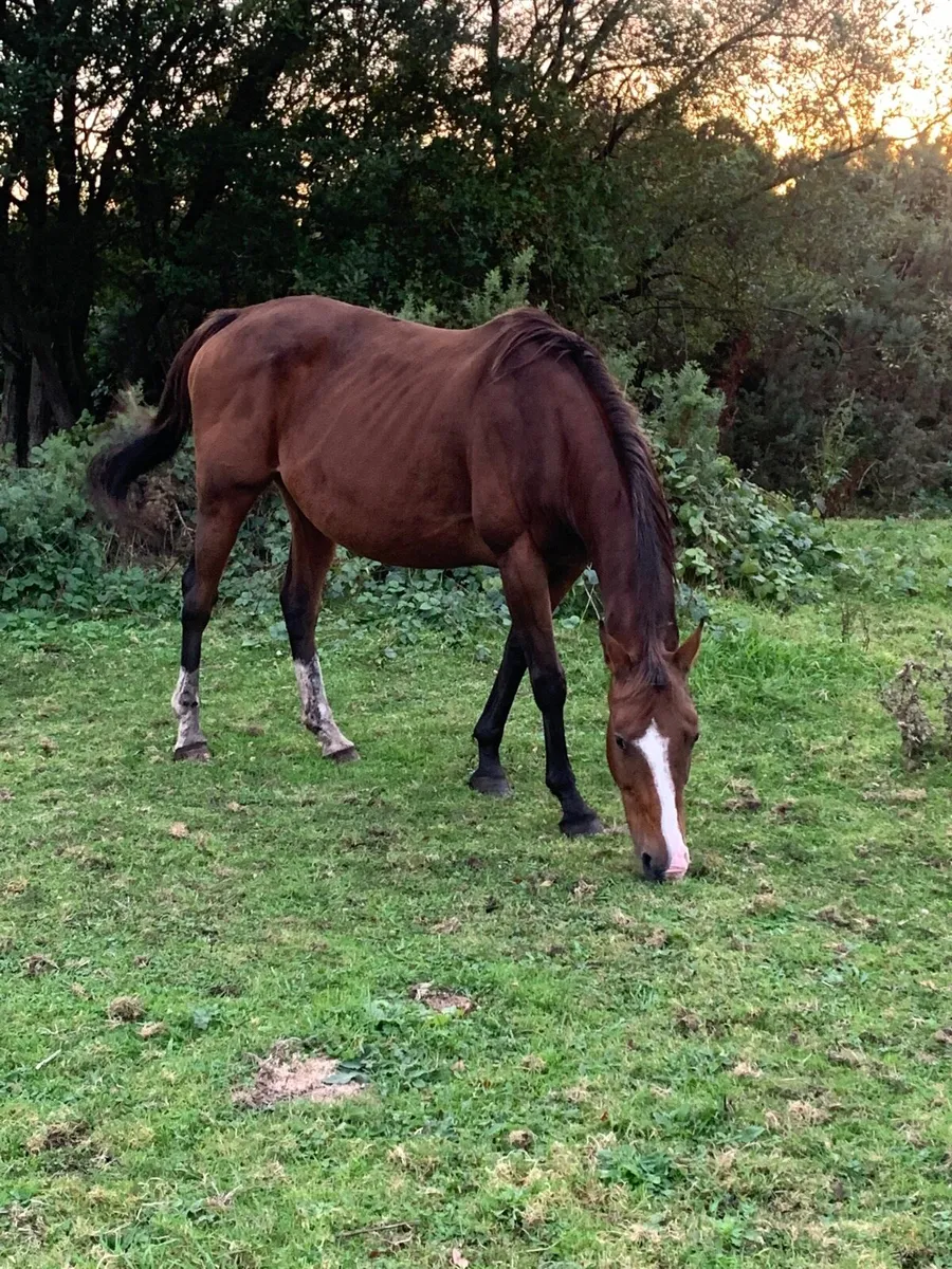 4 Horses - Image 2