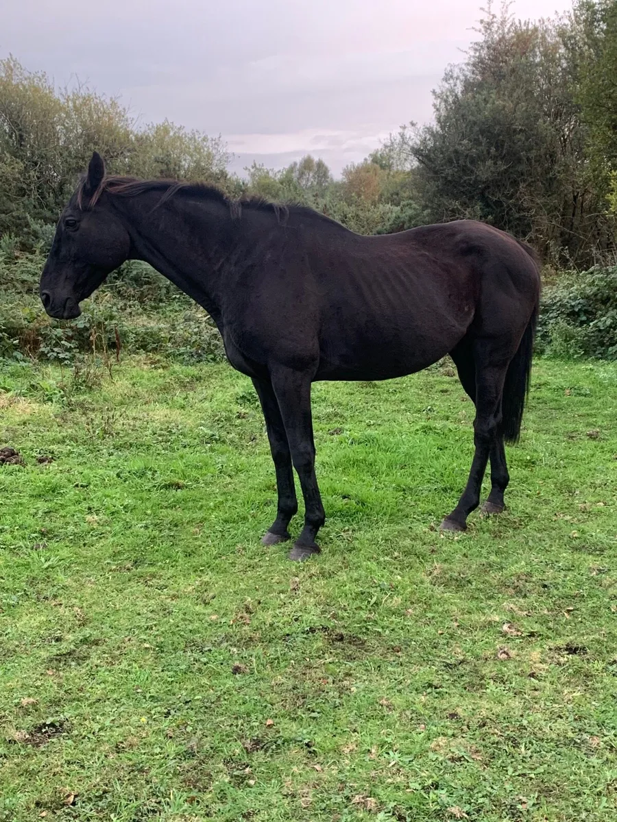 4 Horses - Image 3