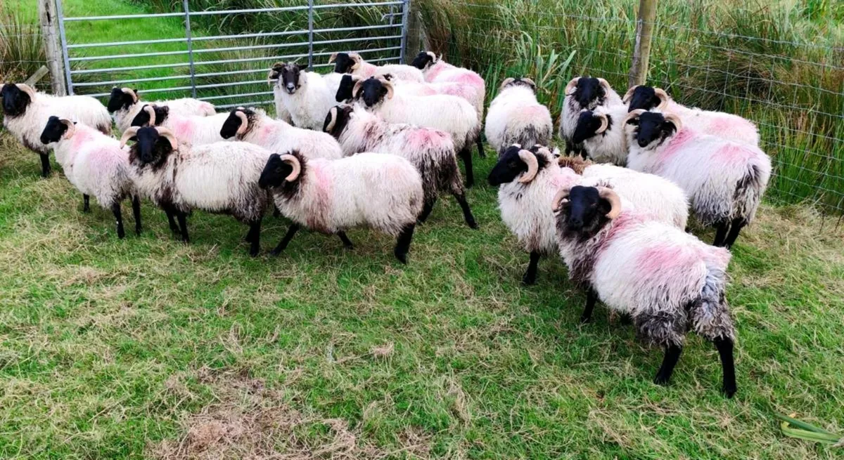 Black faced Mountain Ram lambs - Image 1