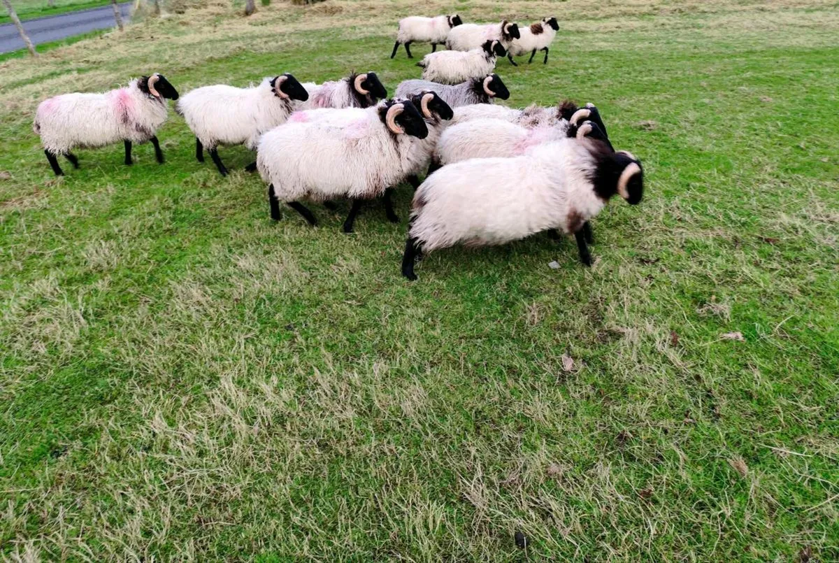 Black faced Mountain Ram lambs - Image 2