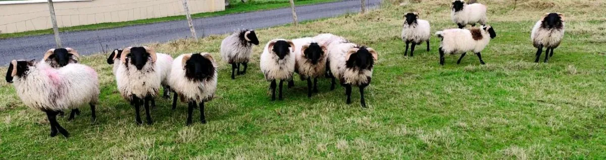 Black faced Mountain Ram lambs - Image 3