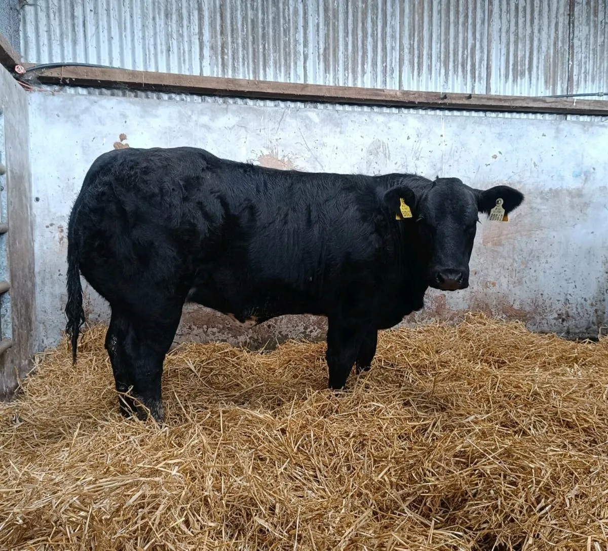 ⭐⭐Weanling heifers for Roscommon Mart ⭐⭐ - Image 1