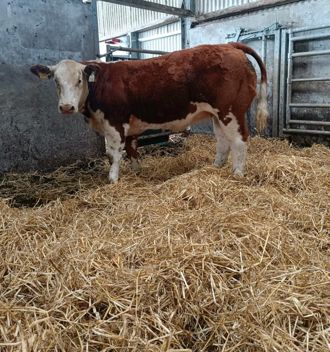 ⭐⭐Weanling heifers for Roscommon Mart ⭐⭐ - Image 2
