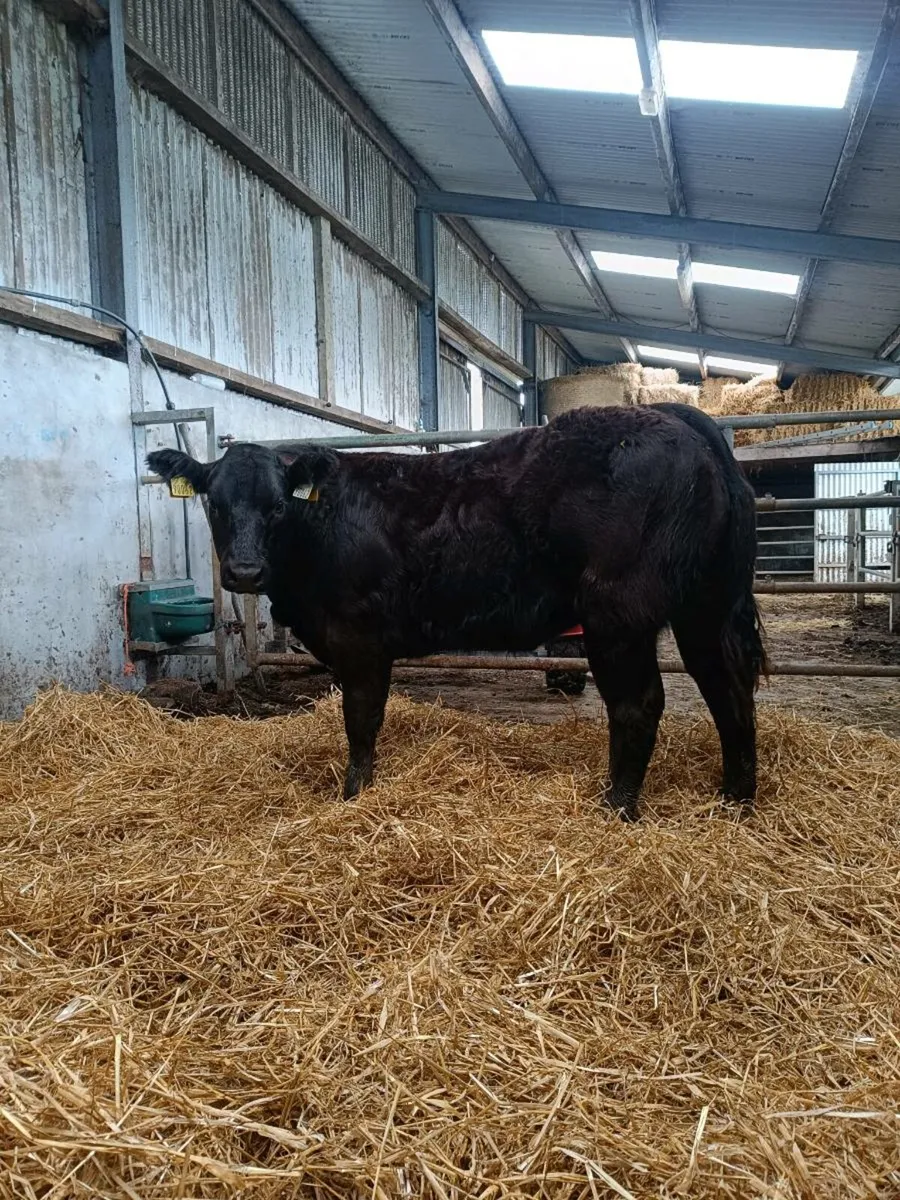 ⭐⭐Weanling heifers for Roscommon Mart ⭐⭐ - Image 4