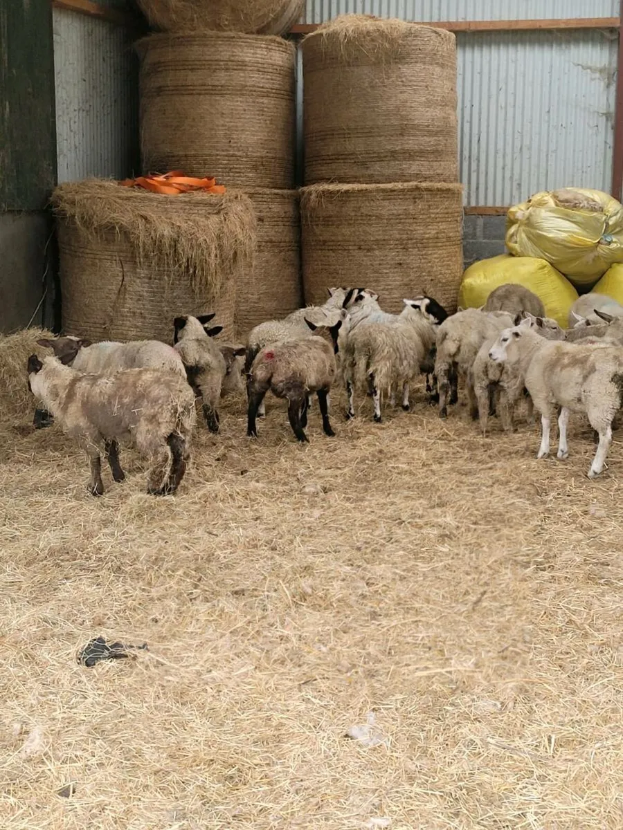 Lambs - Image 2