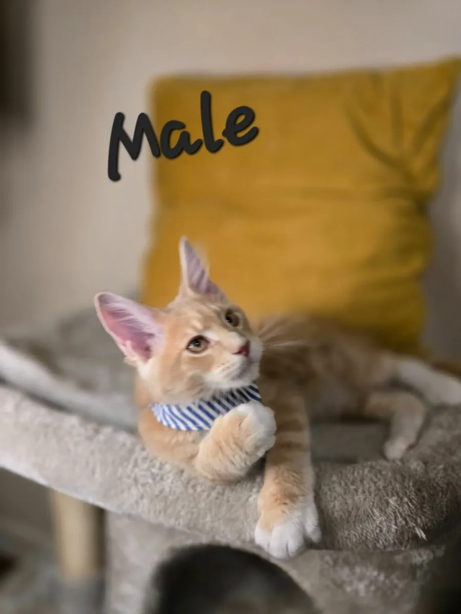 Purebred Maine Coon kittens - Image 3