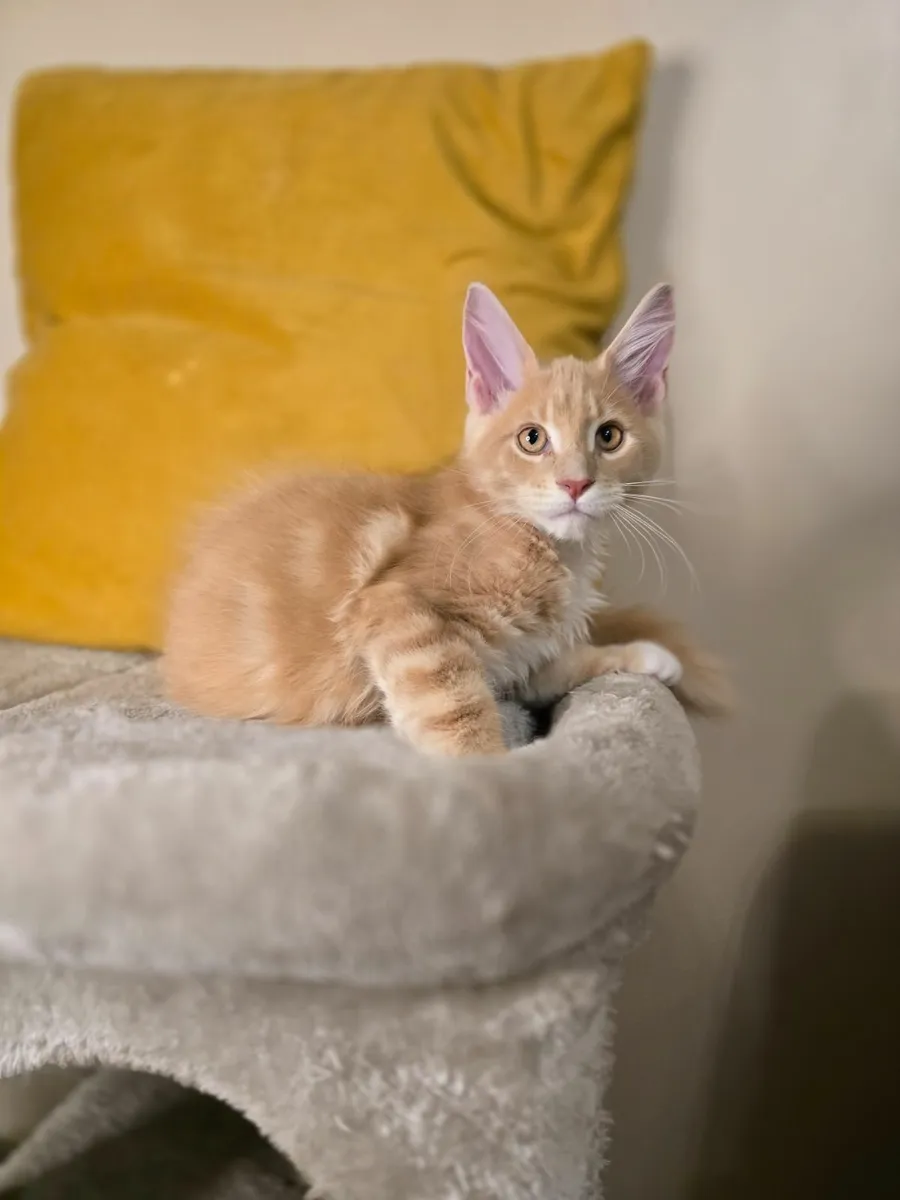 Purebred Maine Coon kittens - Image 4