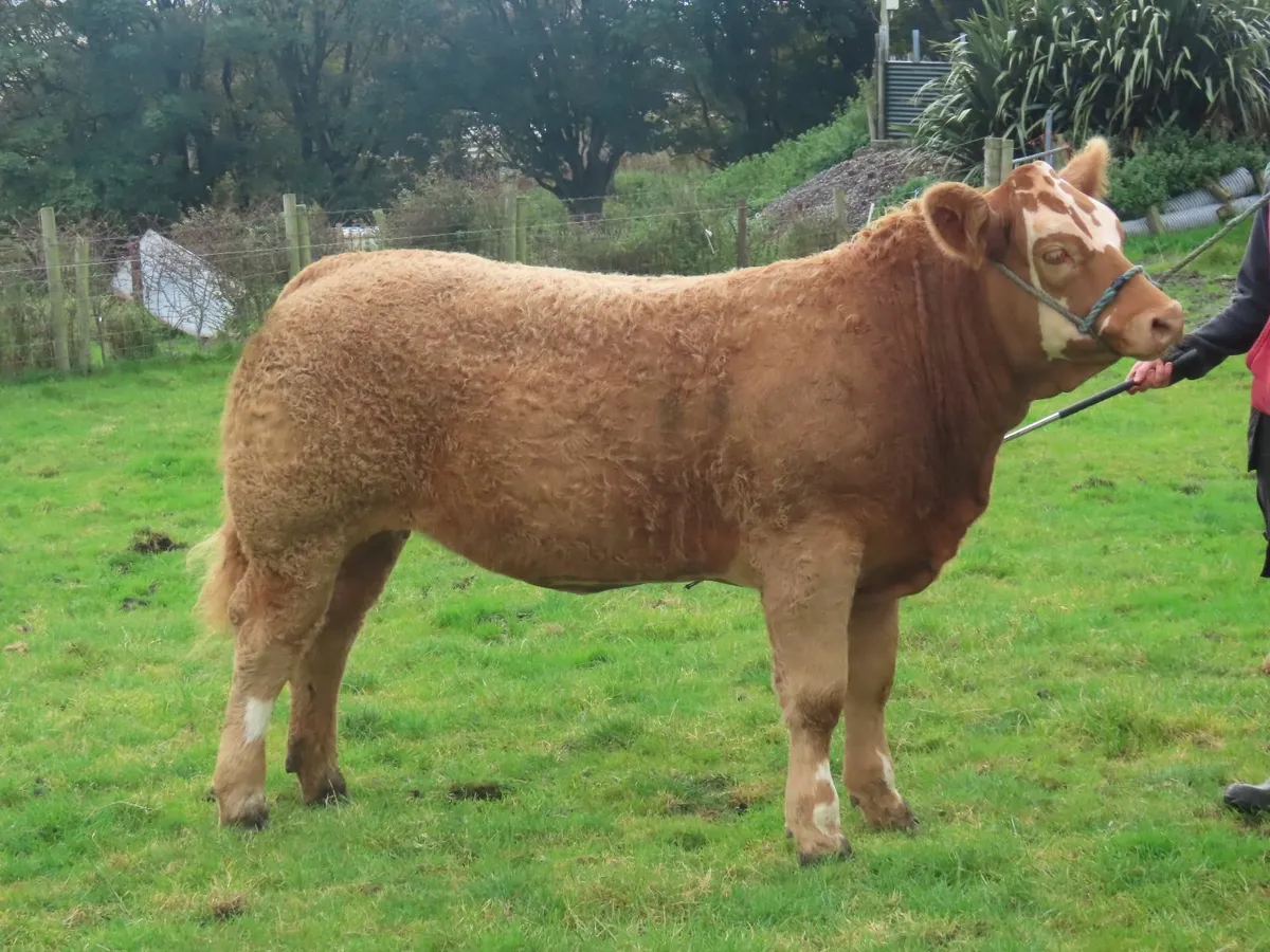 Weanling Heifers - Image 1