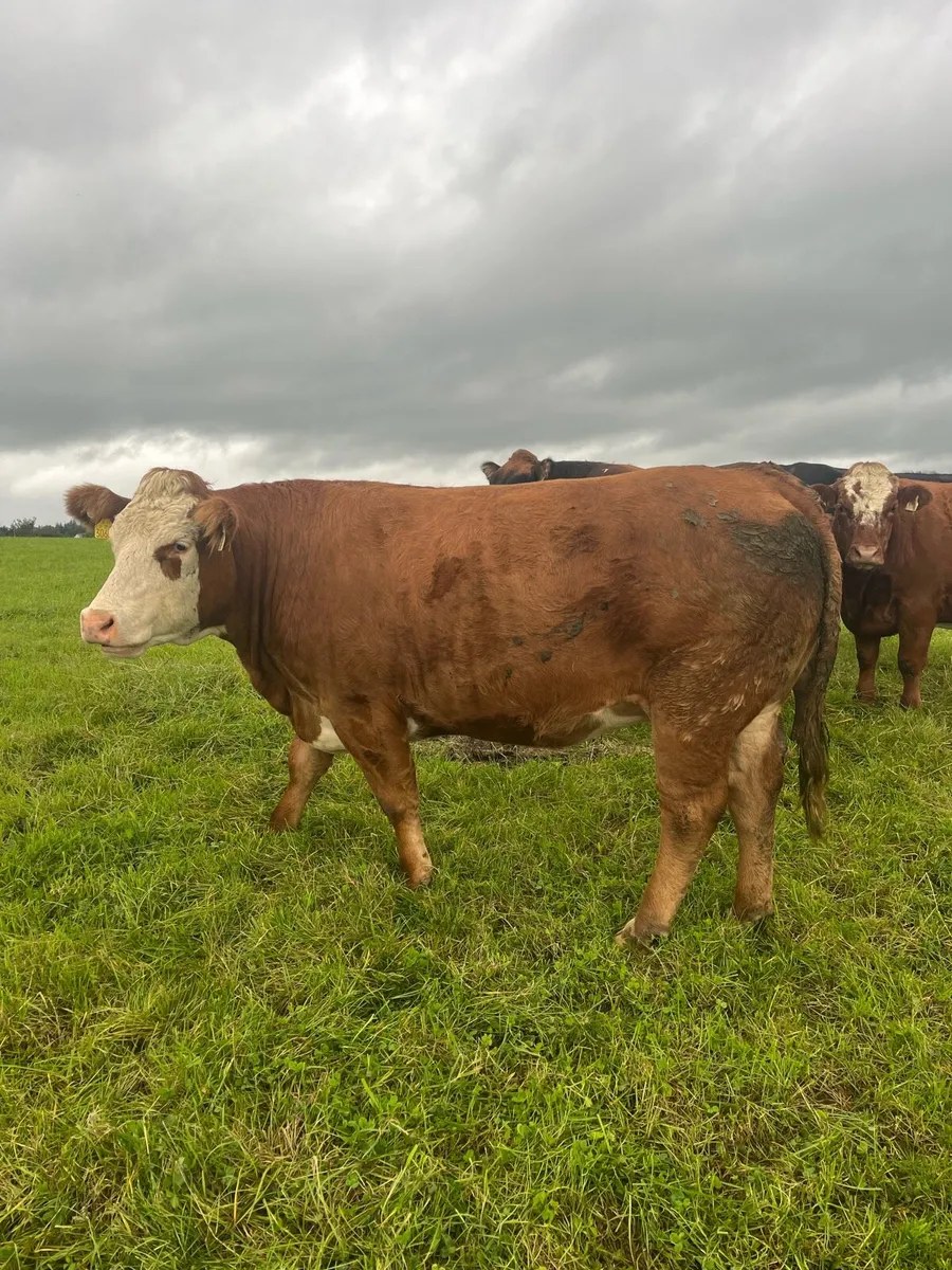 ⭐️Incalf Heifers for Kenmare Friday 12th Sept.⭐️ - Image 1